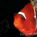 anemonefish_spinecheek_muck_h_0705_png2339.jpg
